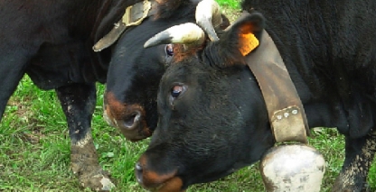 Portes du Soleil cows Portes du Soleil cows